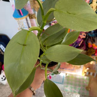 Silver Sword Philodendron plant in Madison Heights, Michigan