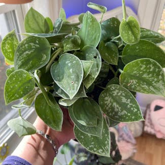 Silver Anne Pothos plant in Madison Heights, Michigan