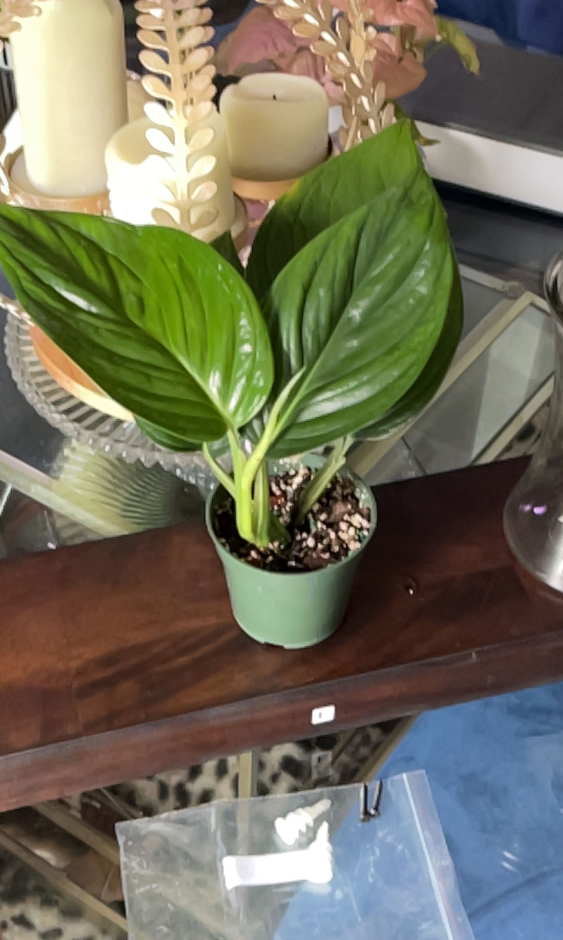 Photo of the plant species aureopinnata by @Vjunc named Monstera aureopinnata on Greg, the plant care app