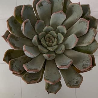 Echeveria 'Morning Beauty' plant in Madison Heights, Michigan