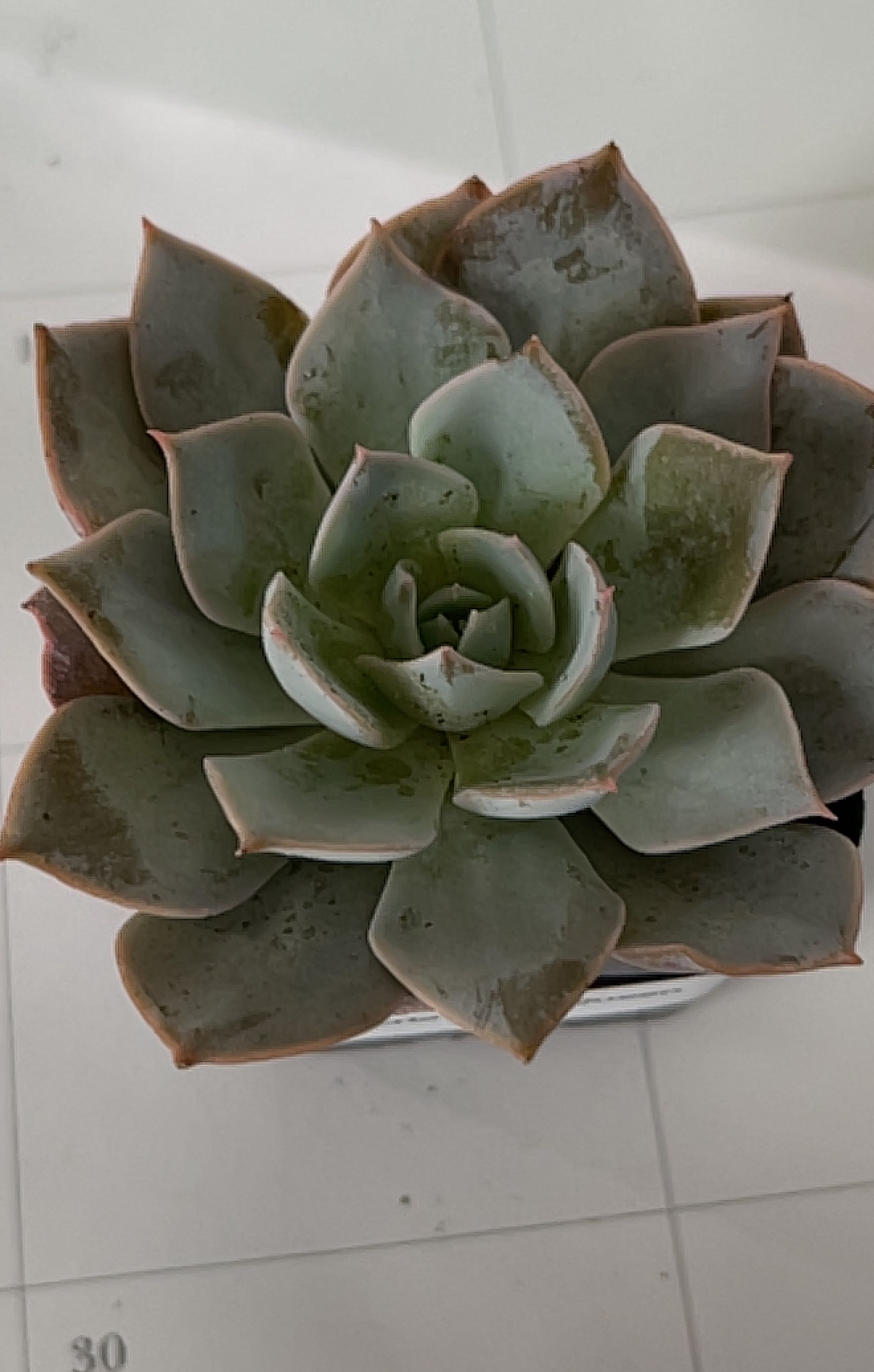 Violet Queen Hens and Chicks succulent with rosette-shaped leaves, minor browning at tips.