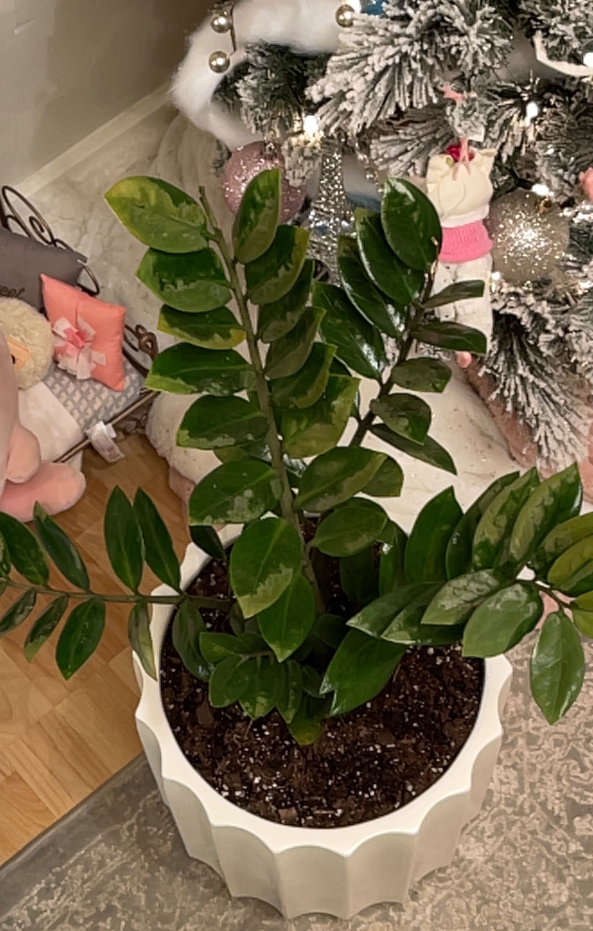 Plant care for Zz Plant on Greg, the plant care app