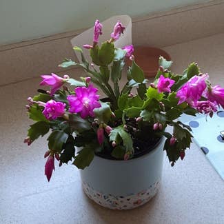 False Christmas Cactus plant in Madison Heights, Michigan