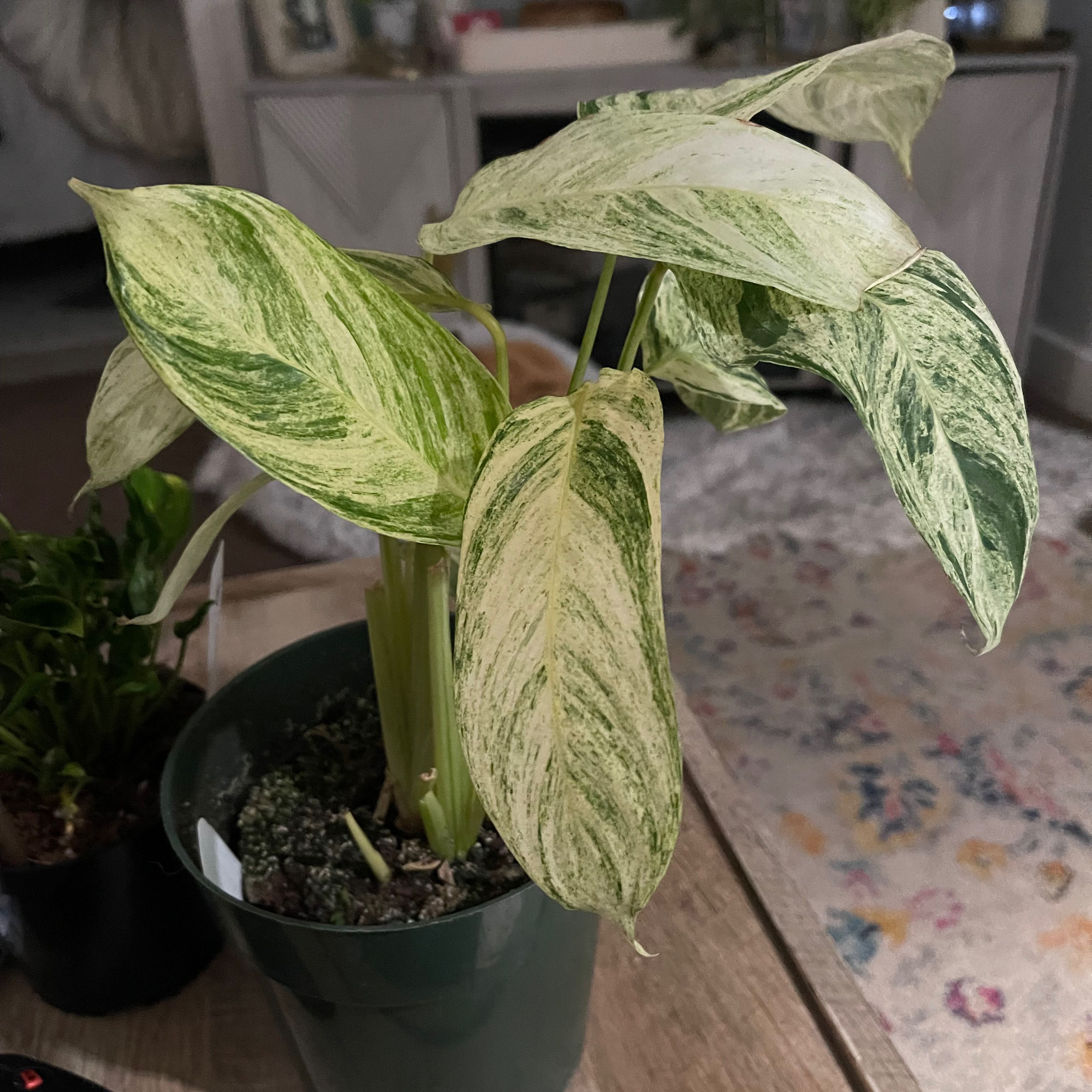 Photo of the plant species Charlie's Stromanthe by @Vjunc named Charlie on Greg, the plant care app