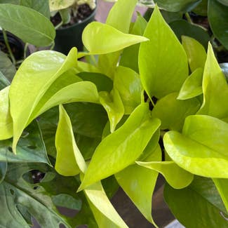 Neon Pothos plant in Madison Heights, Michigan