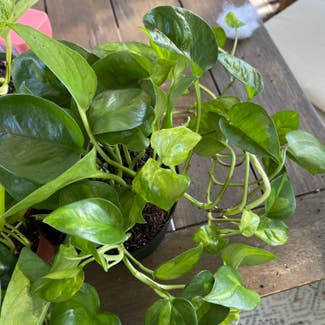 Global Green Pothos plant in Madison Heights, Michigan