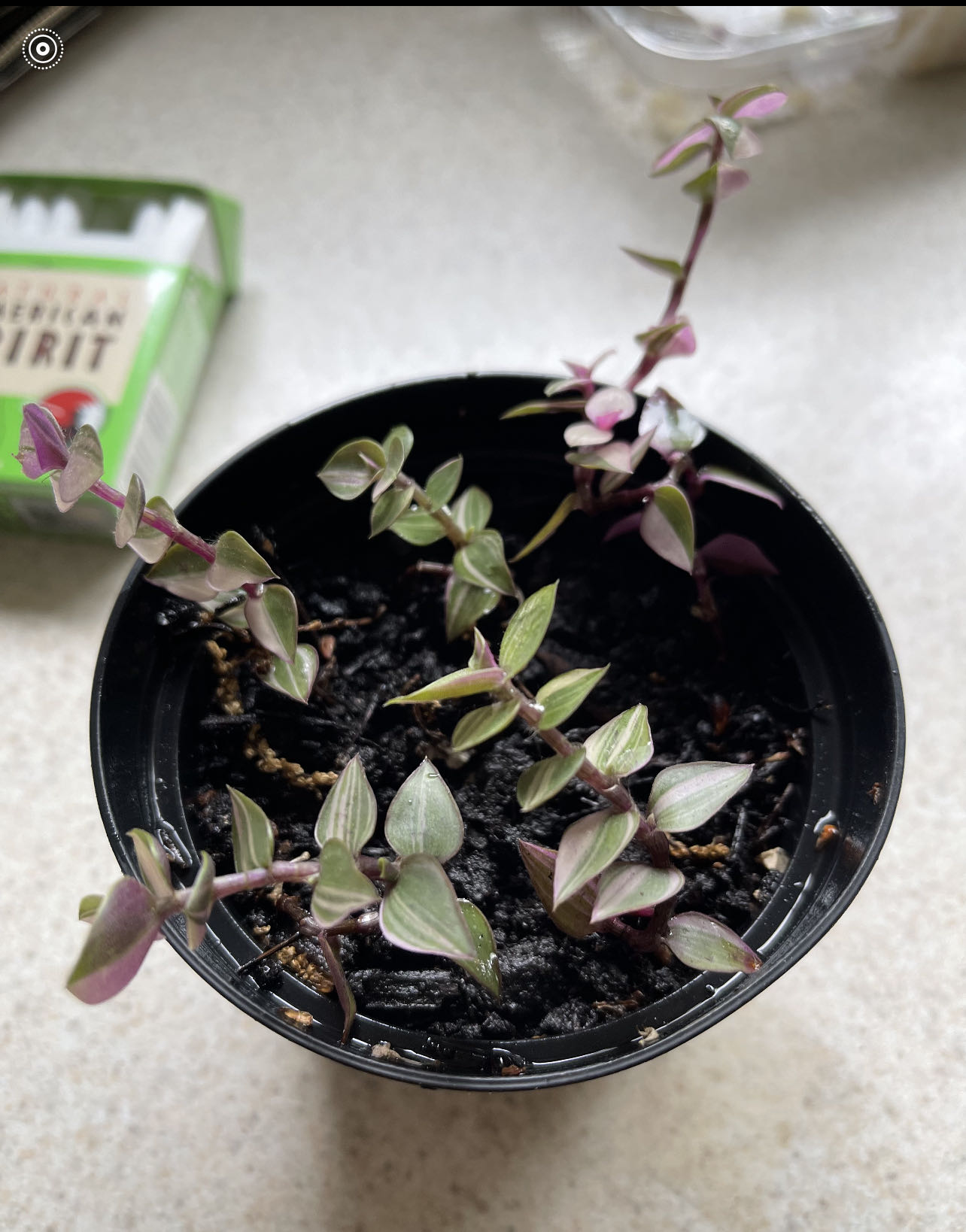 Photo from the post