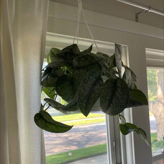Silver Satin Pothos plant in Madison Heights, Michigan