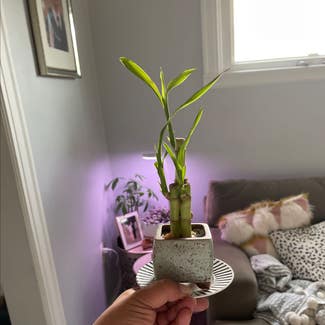Lucky Bamboo plant in Madison Heights, Michigan
