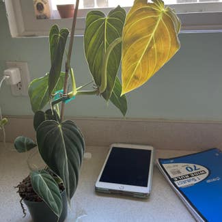 Black Gold Philodendron plant in Madison Heights, Michigan
