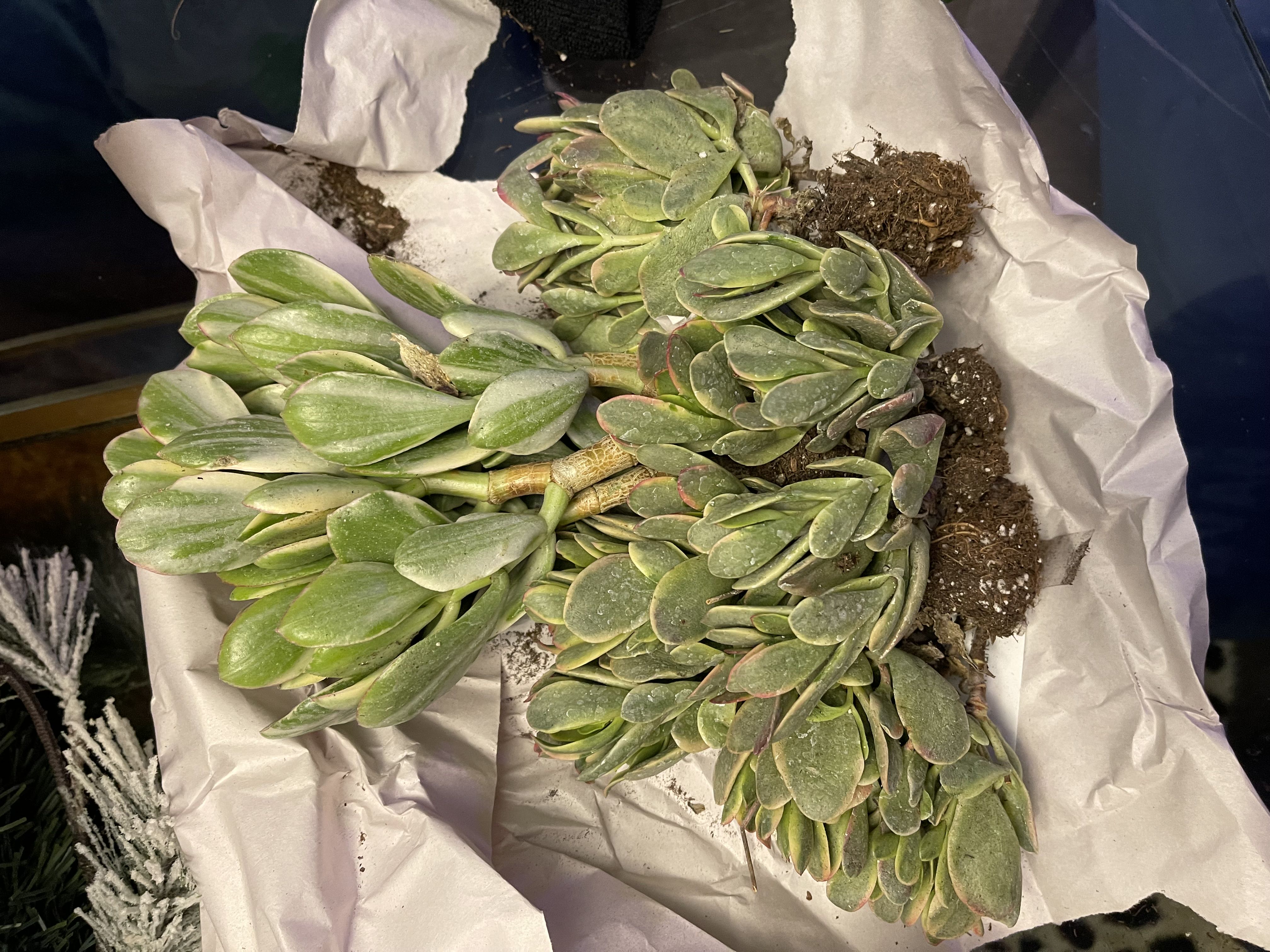 Photo from the post