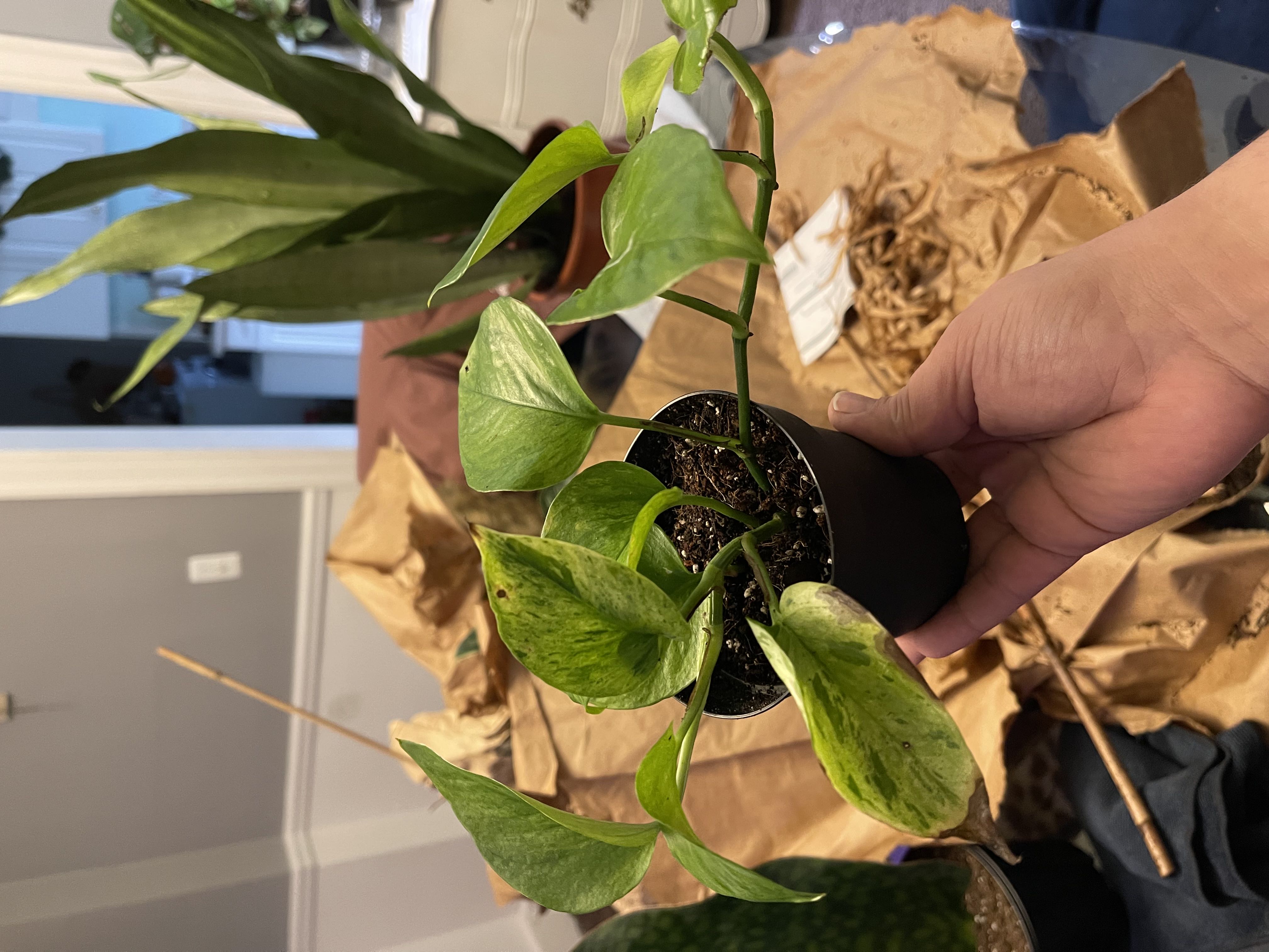 Photo from the post