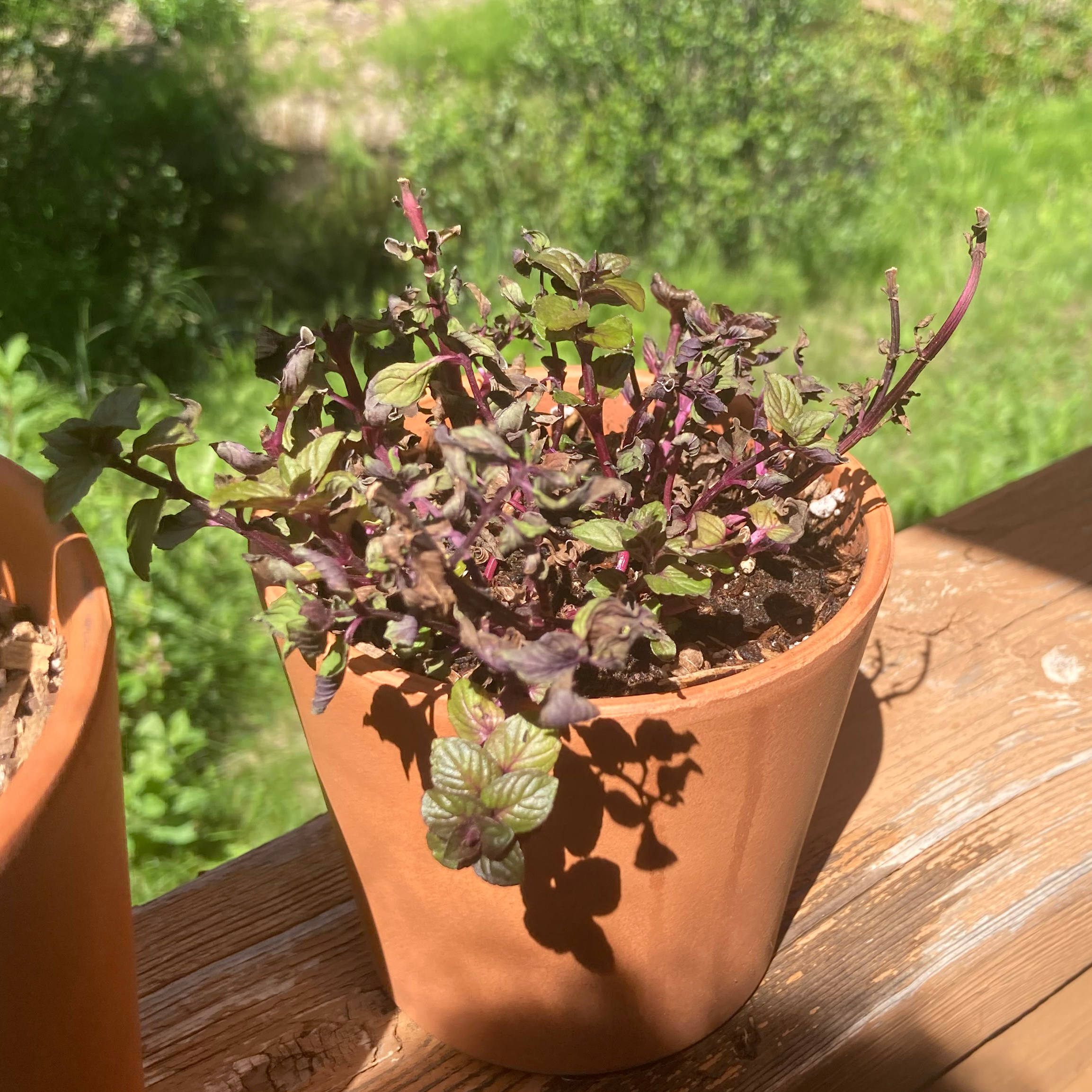 Potted Chocolate Mint plant with some purpling and browning leaves, visible soil.