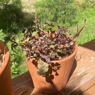 Chocolate Mint plant in Silverthorne, Colorado