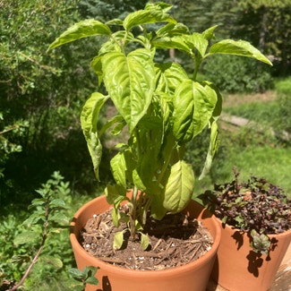 Sweet Basil plant in Silverthorne, Colorado