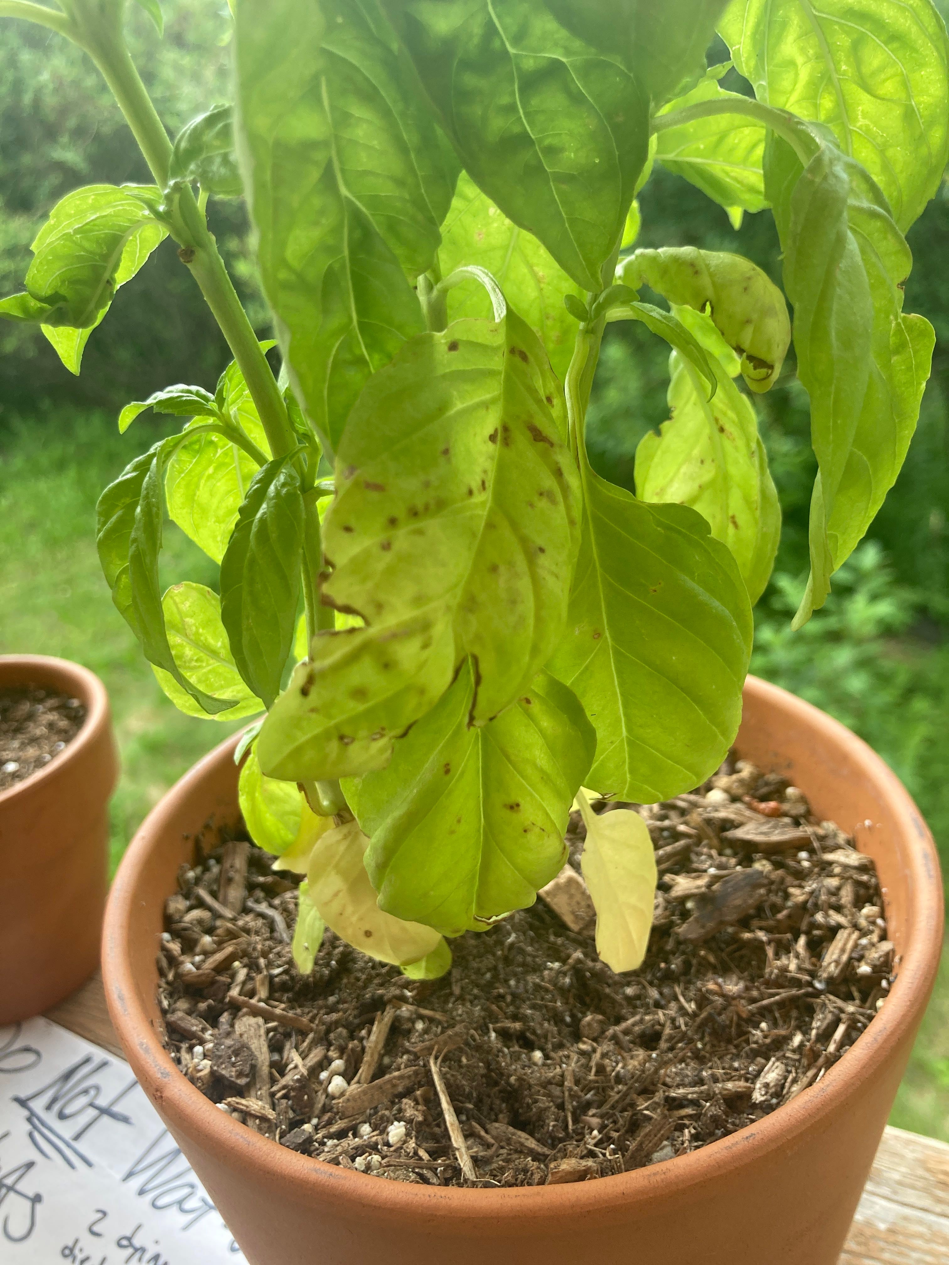 What are these black spots on my basil plant?