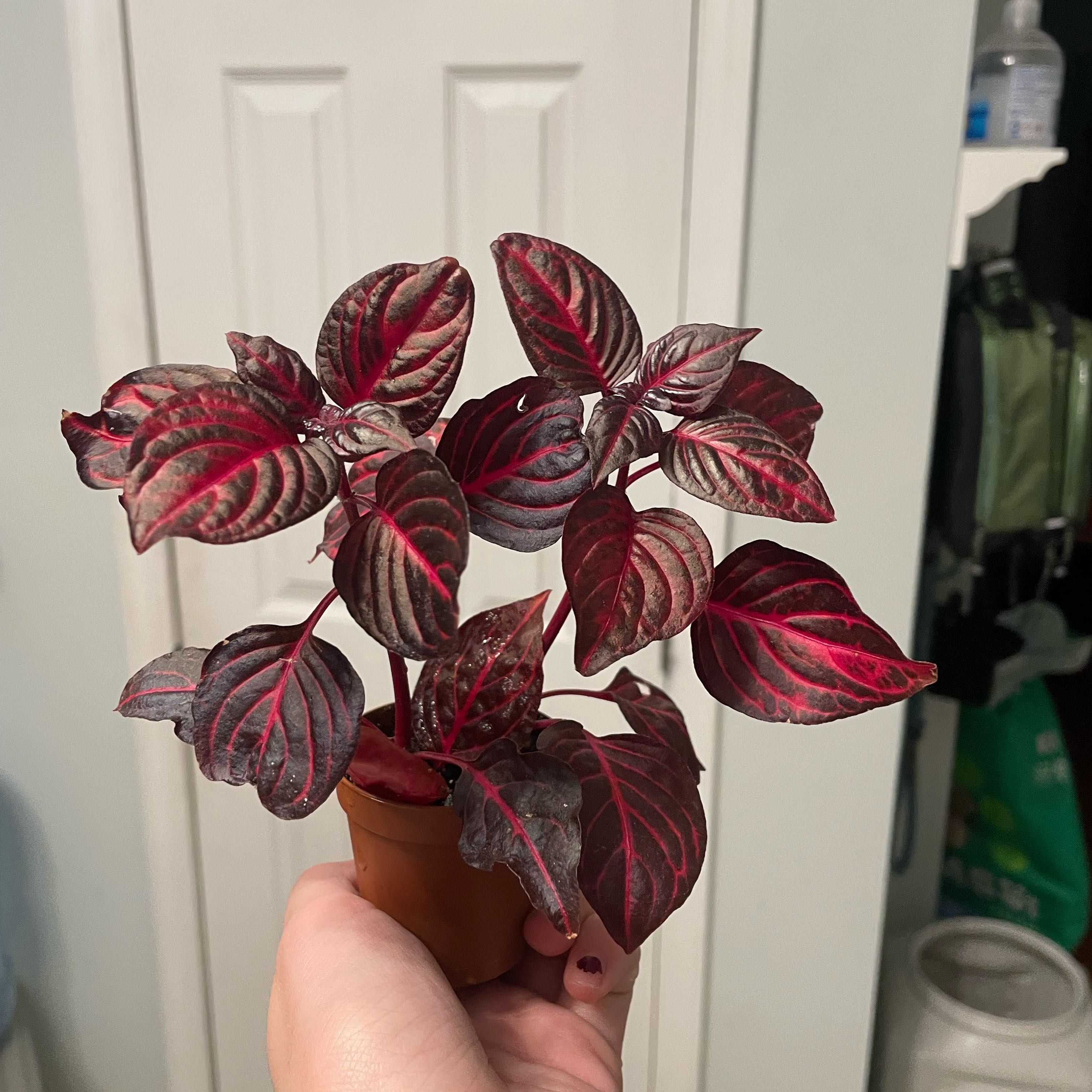 Hand holding a potted Herbst's Bloodleaf plant with vibrant burgundy and green variegated foliage. The plant appears healthy and thriving.