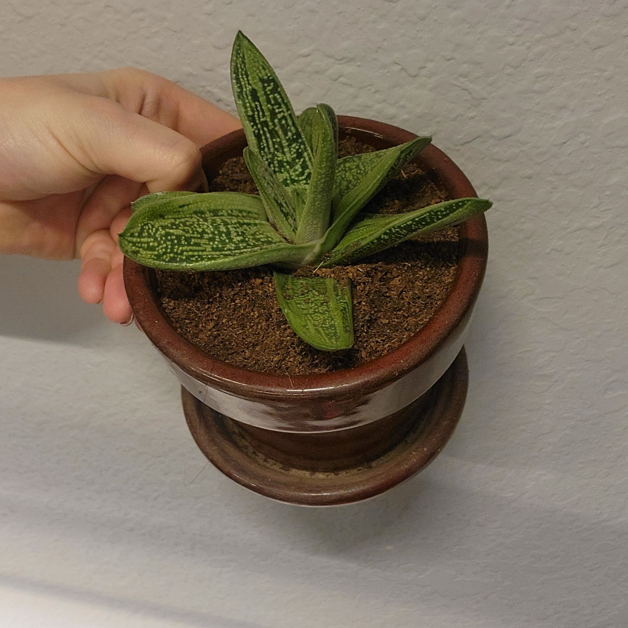 Gasteria 'Little Warty' plant in a pot held by a hand, with visible soil.