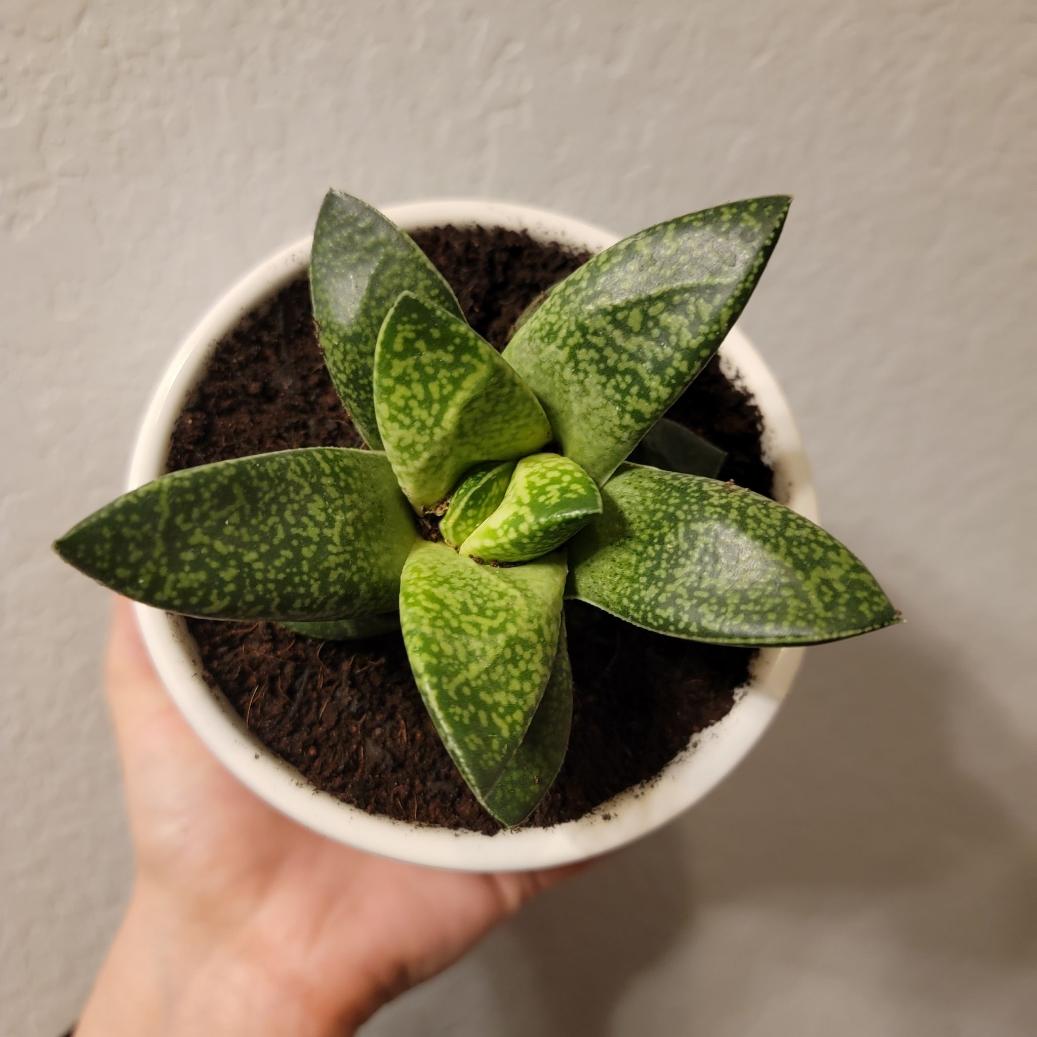 Photo of the plant species gasteria bicolor by @RiverVal named Domino on Greg, the plant care app