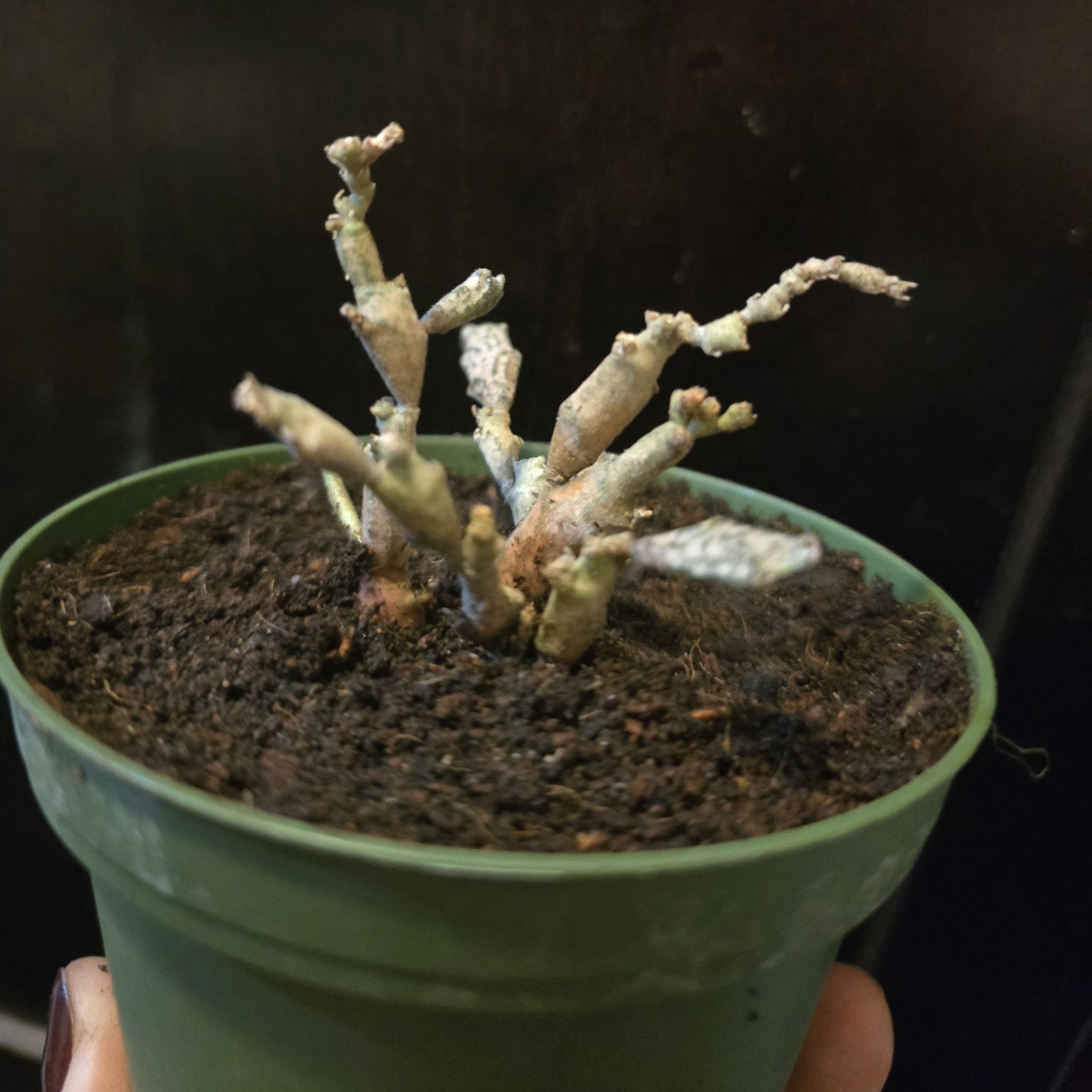 Photo of the plant species Bundle of Sticks by @RiverVal named Crablegs on Greg, the plant care app