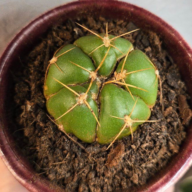 Photo of the plant species Sider Cactus by @RiverVal named Tomatillo on Greg, the plant care app