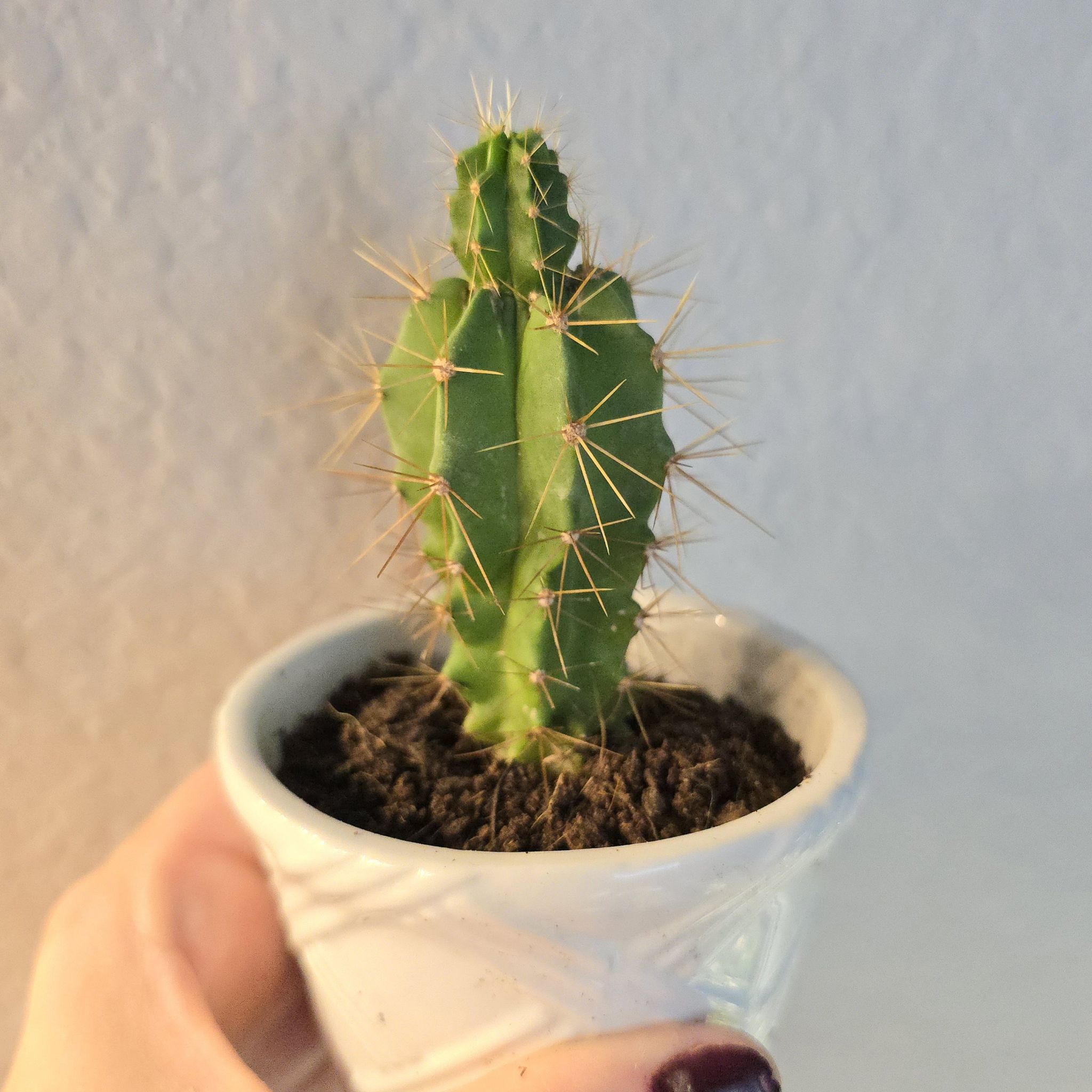 Photo of the plant species Polaskia chende by @RiverVal named Gobi on Greg, the plant care app
