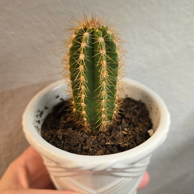 Photo of the plant species Xique-Xique Cactus by @RiverVal named Harold on Greg, the plant care app