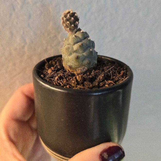 Photo of the plant species Pine Cone cactus by @RiverVal named Pippin on Greg, the plant care app