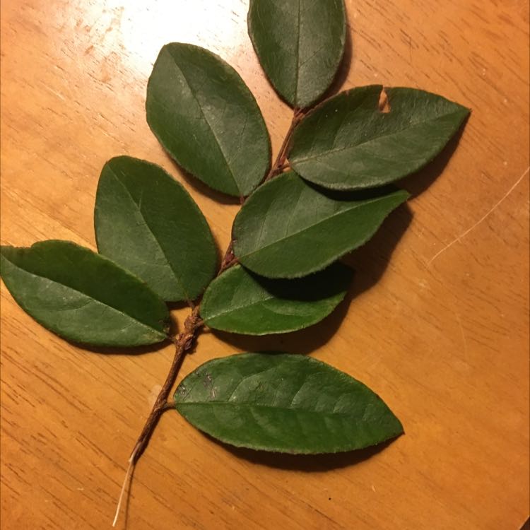 Branch with green leaves of a Chinese Fringe Flower on a wooden surface.
