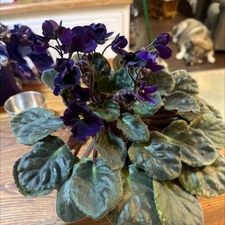 Kenyan Violet plant in Clarksville, Tennessee