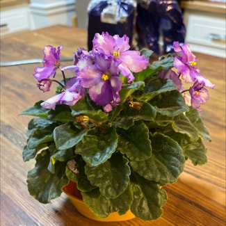 Kenyan Violet plant in Clarksville, Tennessee