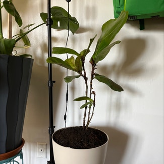 Fiddle Leaf Fig plant in Clarksville, Tennessee