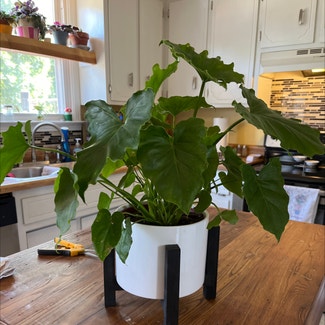 Horsehead Philodendron plant in Clarksville, Tennessee