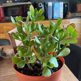 Jade plant in Clarksville, Tennessee