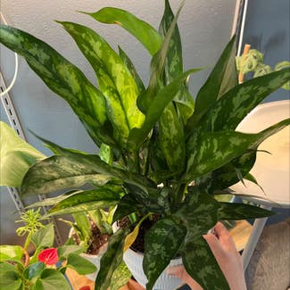 Chinese Evergreen plant in Clarksville, Tennessee