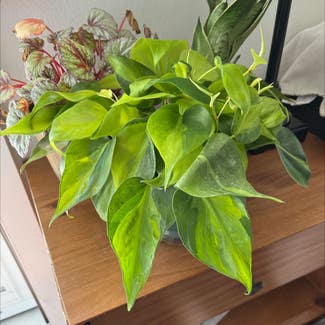 Philodendron Brasil plant in Clarksville, Tennessee