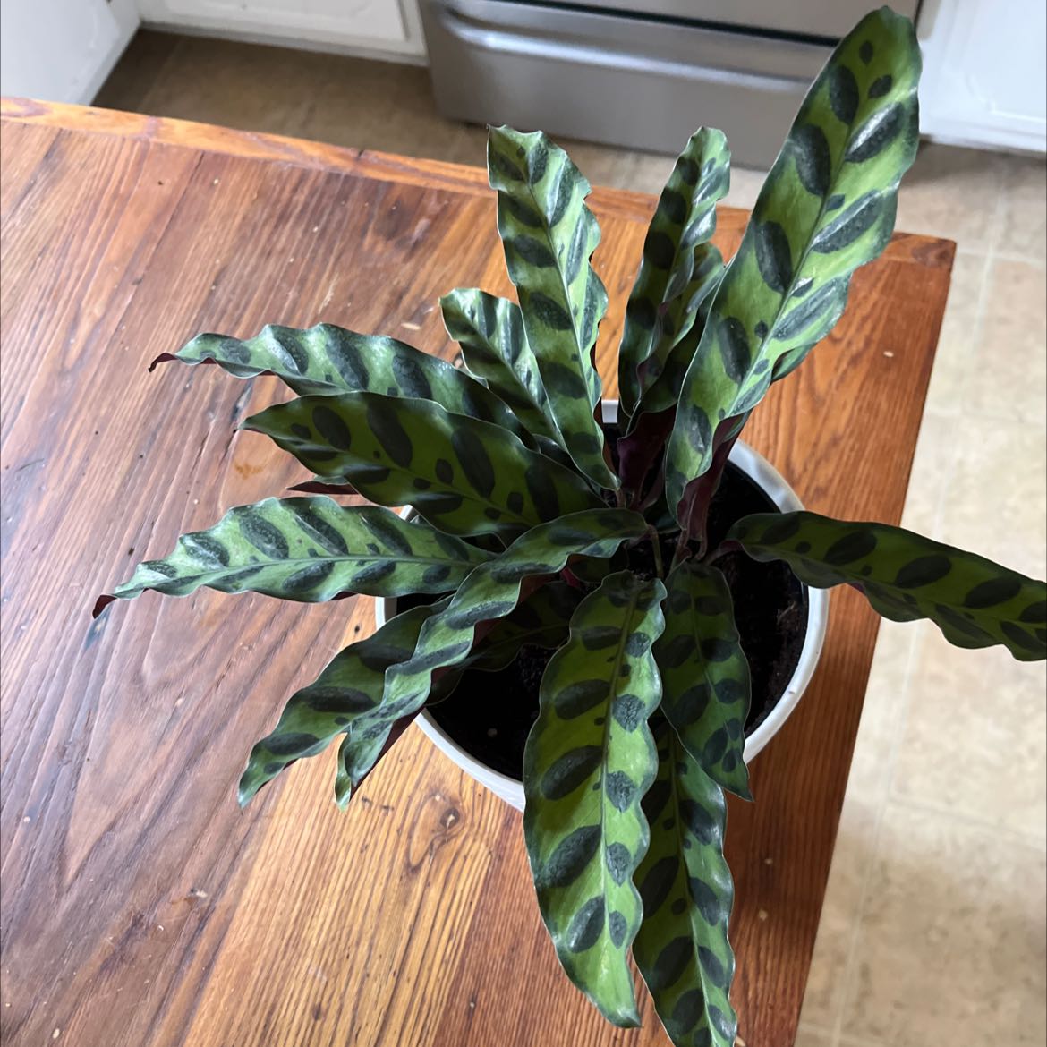 Photo of the plant species Rattlesnake Plant by @ExactStomatium named Cathy on Greg, the plant care app