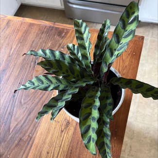 Rattlesnake Plant plant in Clarksville, Tennessee