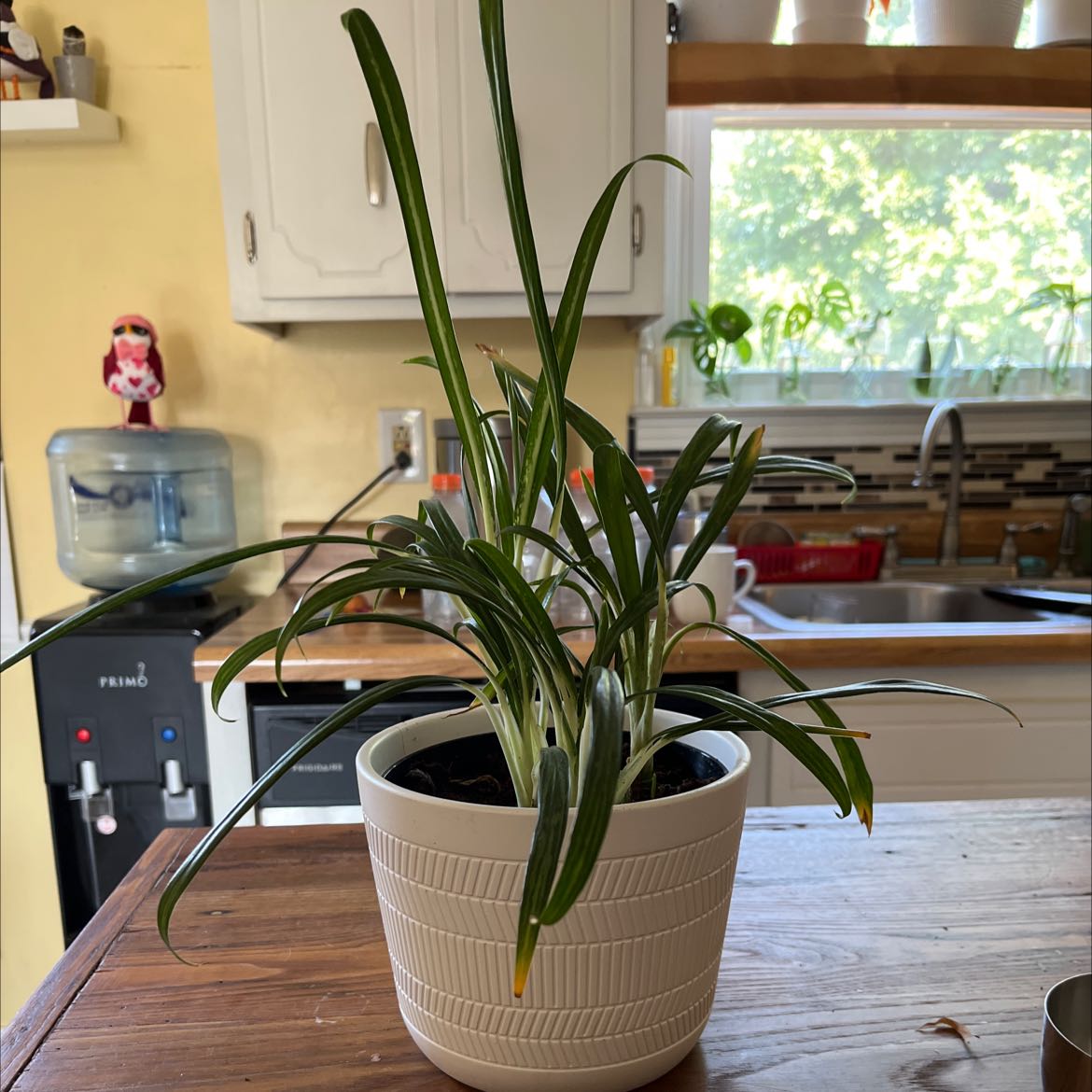 Photo of the plant species Philippines Aglaonema by @ExactStomatium named Jim on Greg, the plant care app