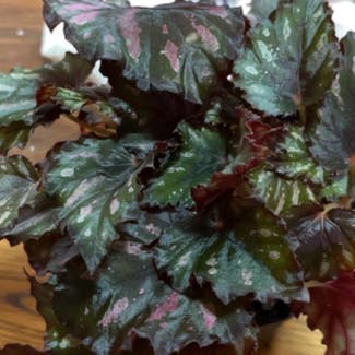 Rex Begonia plant in Clarksville, Tennessee
