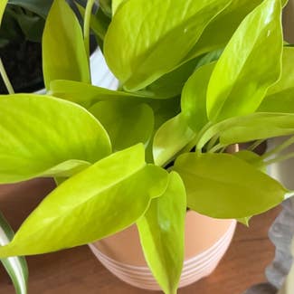 Neon Pothos plant in Clarksville, Tennessee
