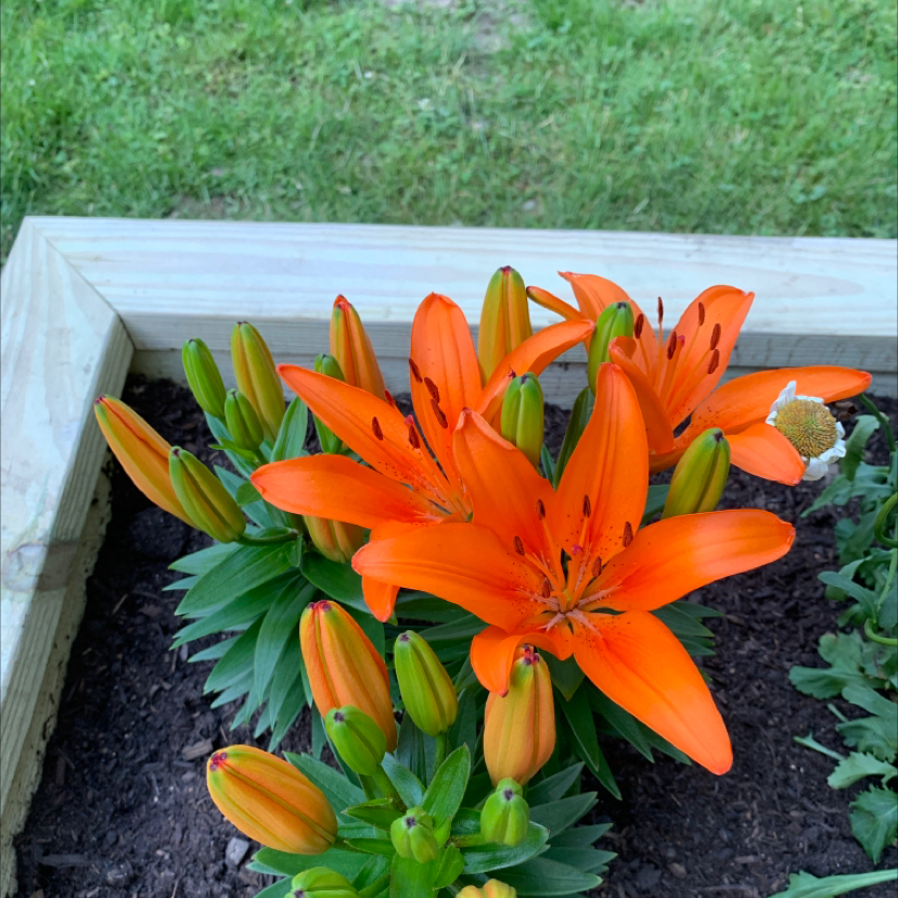 Vibrant Orange Lily plant with multiple blooms and buds in a garden bed.