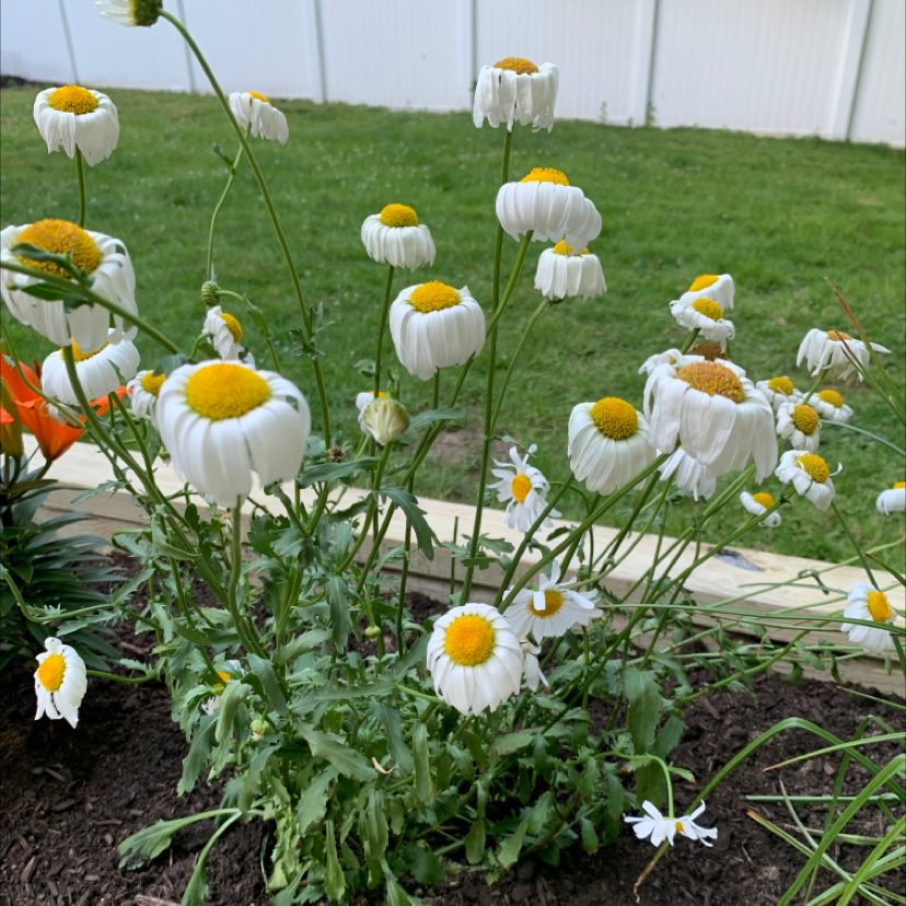 Ox-Eye Daisy plant with white petals and yellow centers in a garden bed.