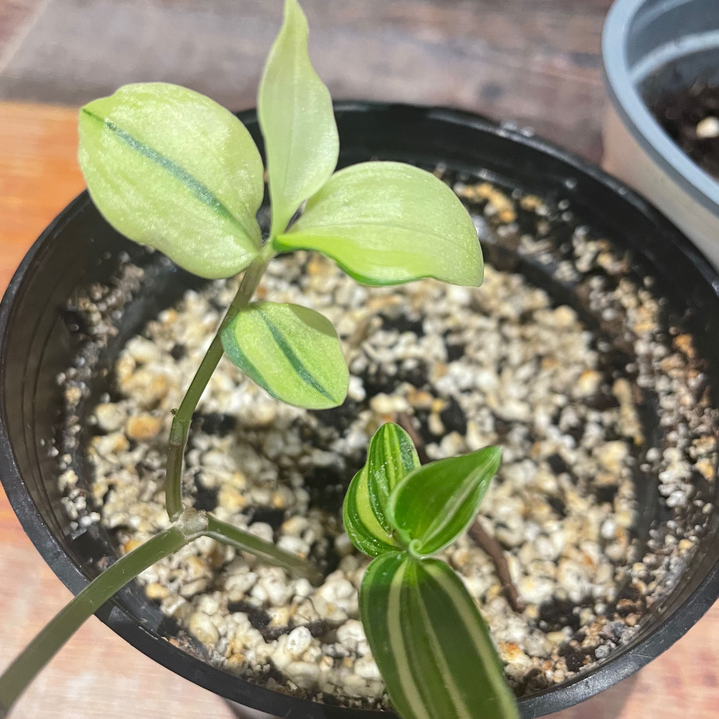 Healthy Small-Leaf Spiderwort plant with vibrant green foliage growing in a small black pot with light-colored soil mix.