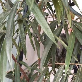 Photo of the plant species Large Kangaroo Apple by Claire named Tree Diddy on Greg, the plant care app