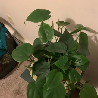 Heartleaf Philodendron plant in Dover, New Hampshire