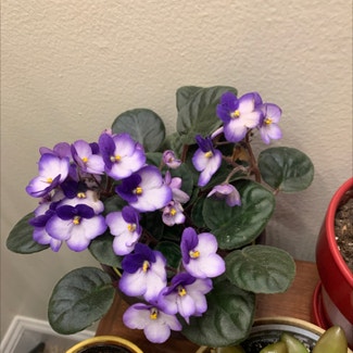Kenyan Violet plant in Dover, New Hampshire