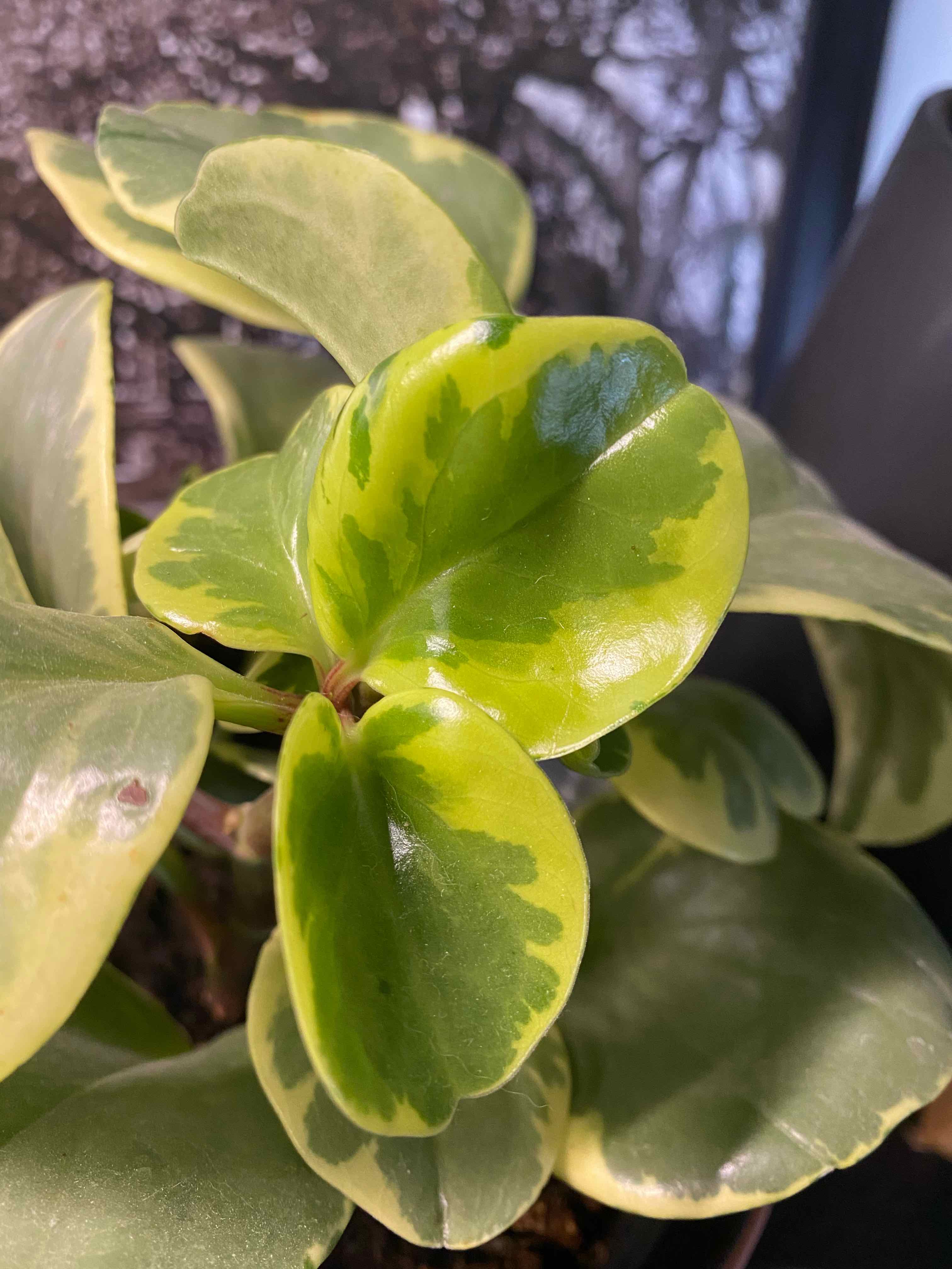 Peperomia 'Ginny' plant with variegated leaves, well-lit and clear.
