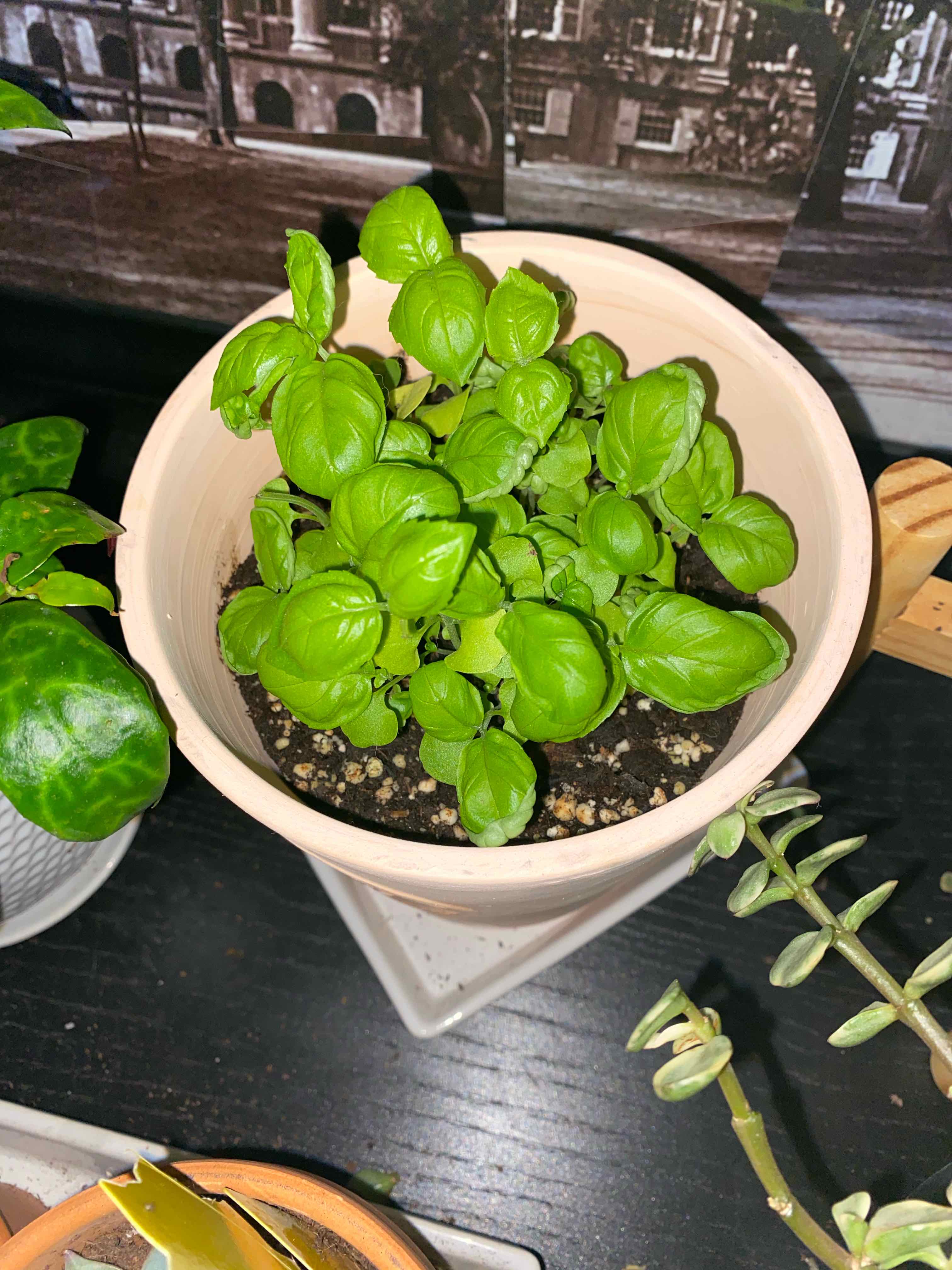 Potted Sweet Basil plant with vibrant green leaves, healthy appearance, and visible soil.