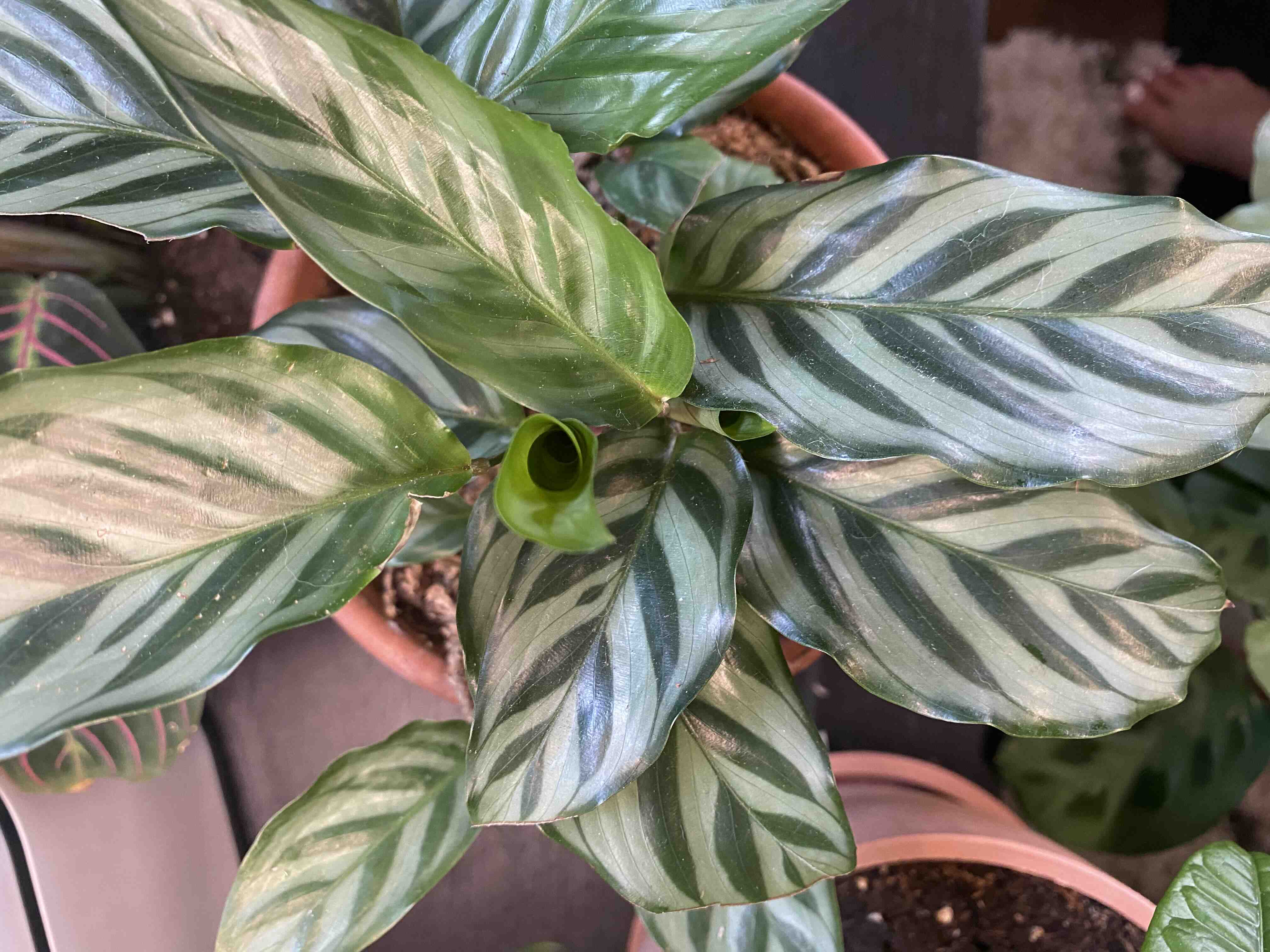 Calathea 'Freddie' plant with striped leaves in a pot, soil visible.